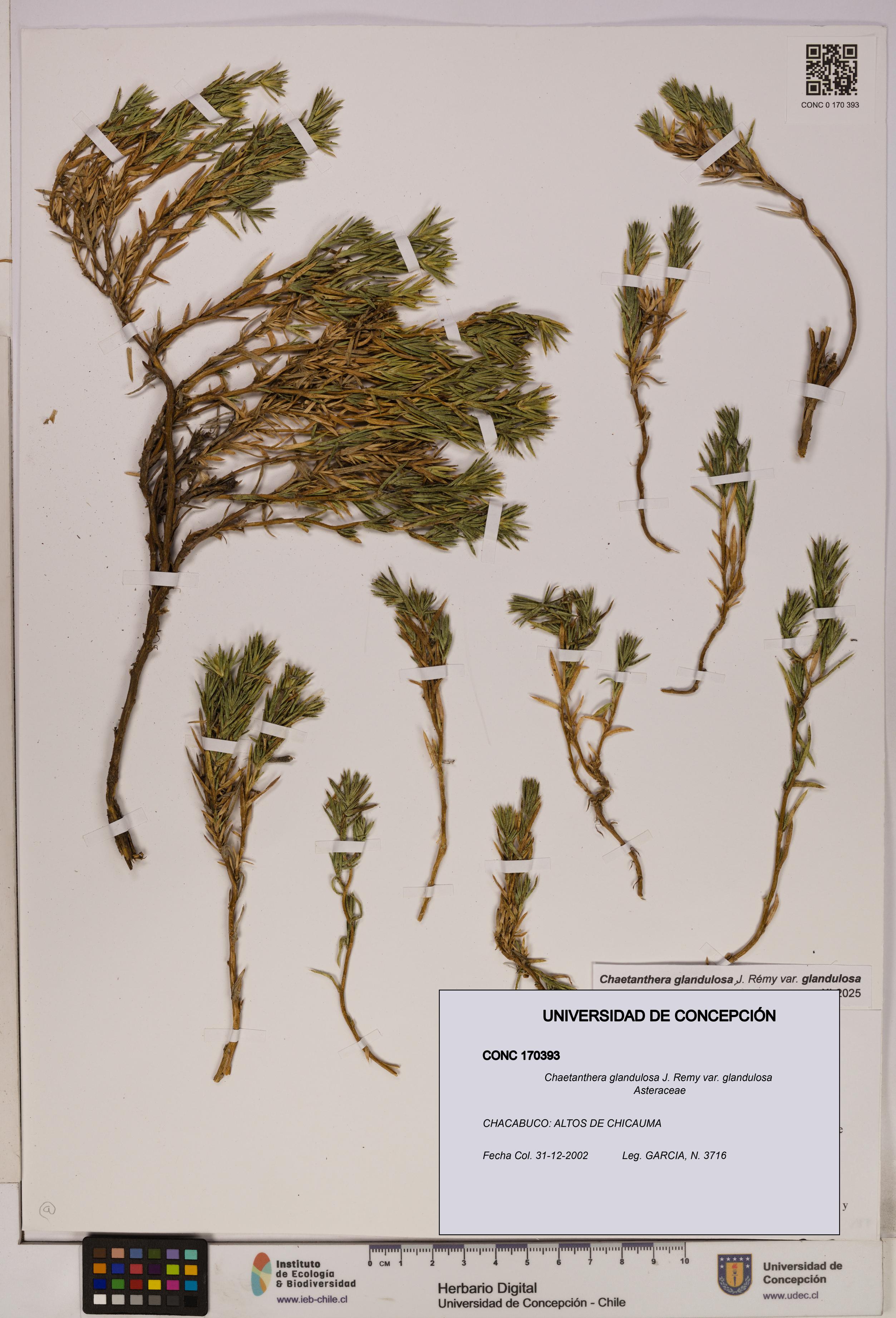 Chaetanthera glandulosa var. glandulosa [Espécimen: UDEC:CONC:0170393]