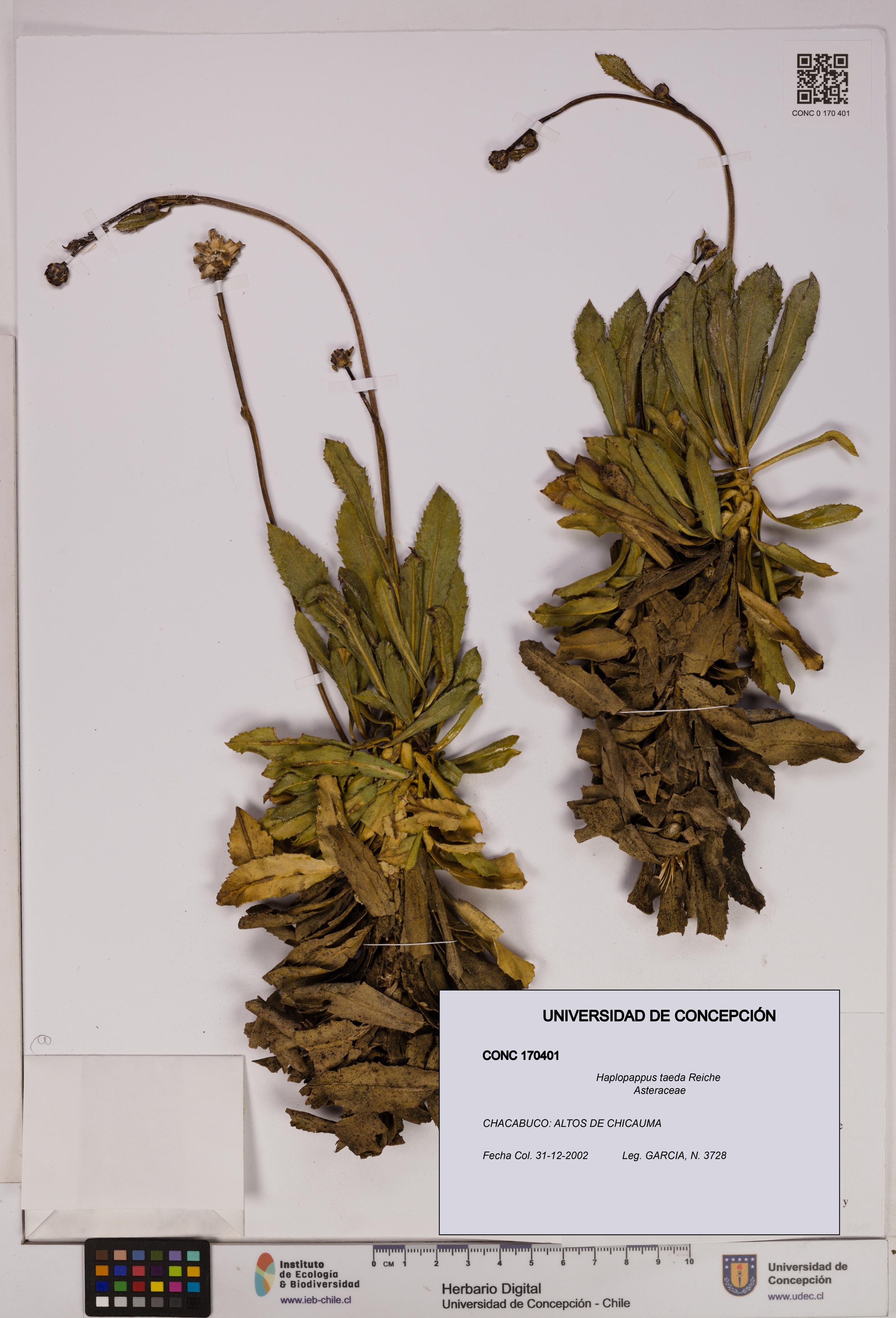Haplopappus taeda [Espécimen: UDEC:CONC:0170401]