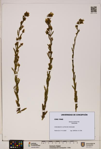 Senecio davilae [Espécimen: UDEC:CONC:0170402]