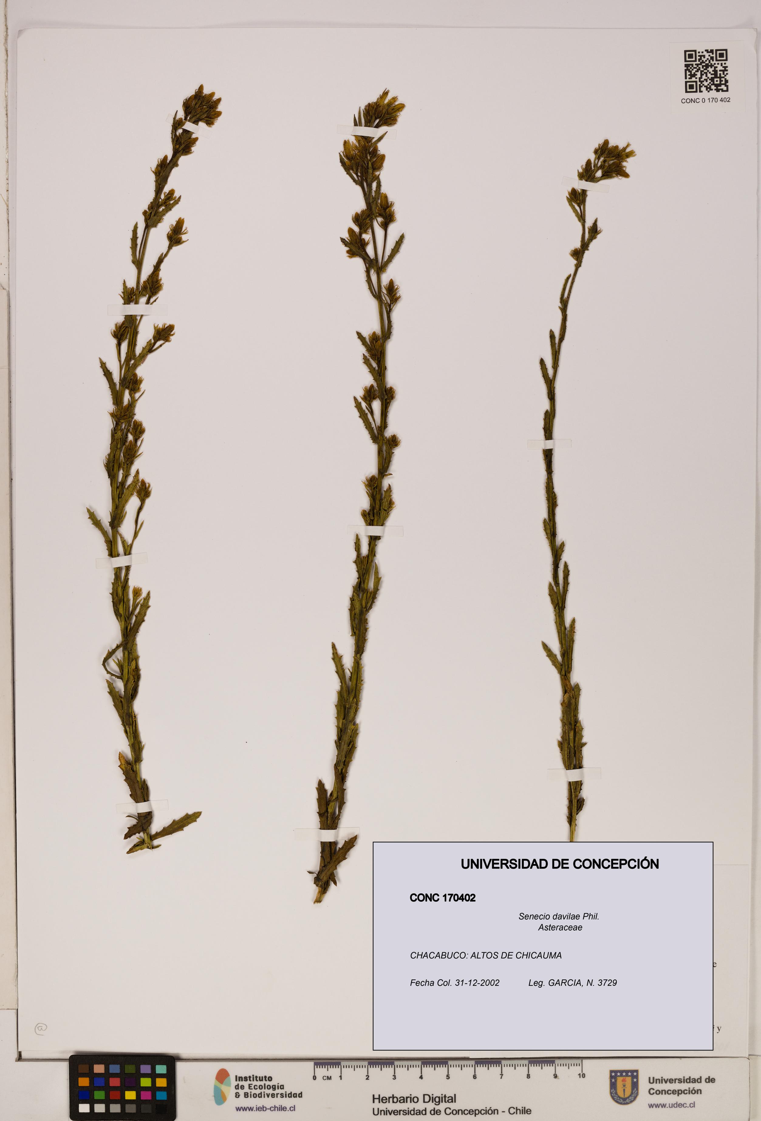 Senecio davilae [Espécimen: UDEC:CONC:0170402]