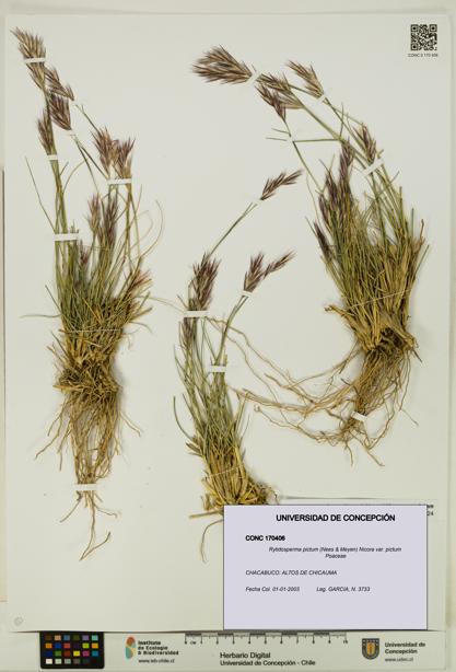 Rytidosperma pictum var. pictum [Espécimen: UDEC:CONC:0170406]