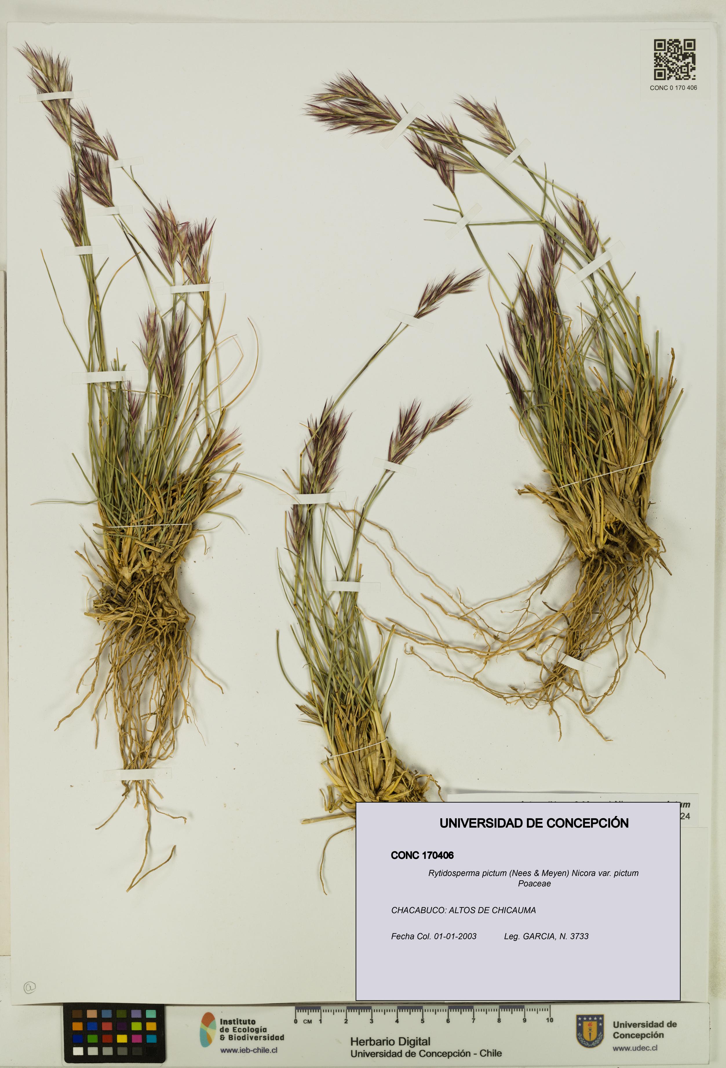Rytidosperma pictum var. pictum [Espécimen: UDEC:CONC:0170406]