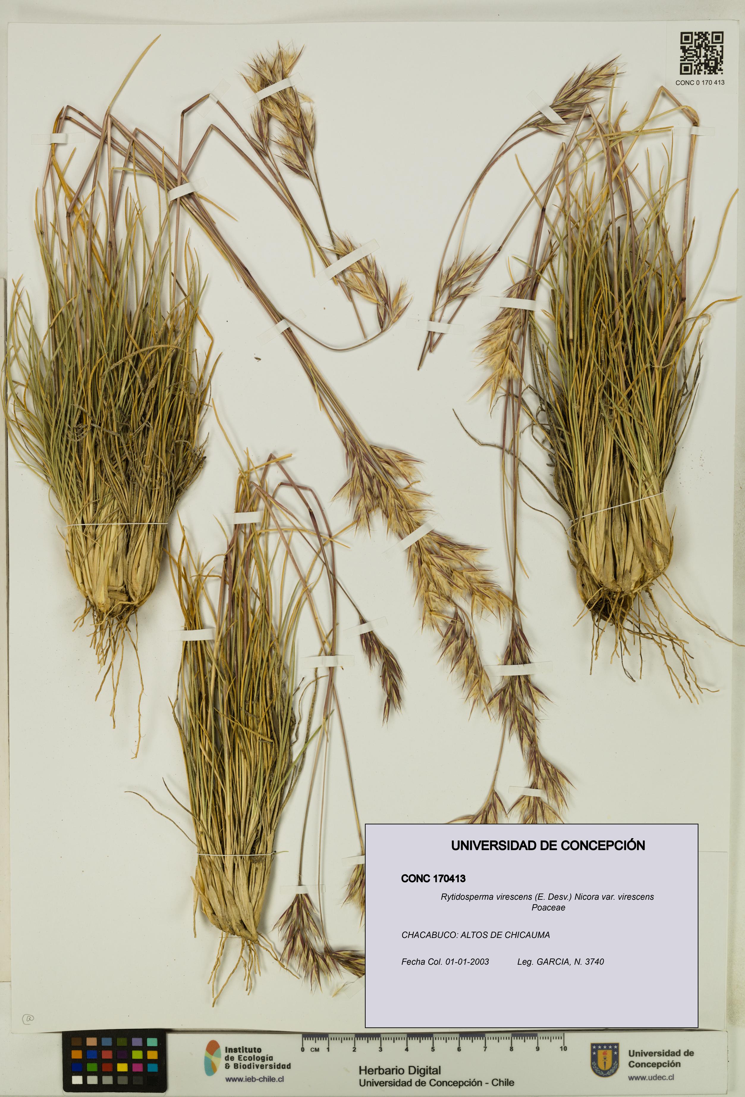 Rytidosperma virescens var. virescens [Espécimen: UDEC:CONC:0170413]
