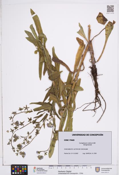 Cynoglossum creticum [Espécimen: ]