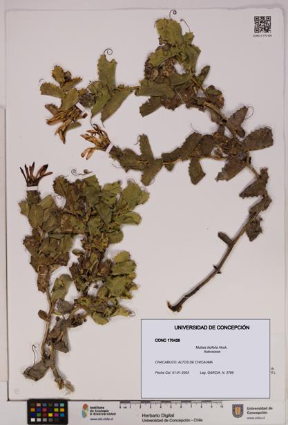 Mutisia ilicifolia [Espécimen: UDEC:CONC:0170428]