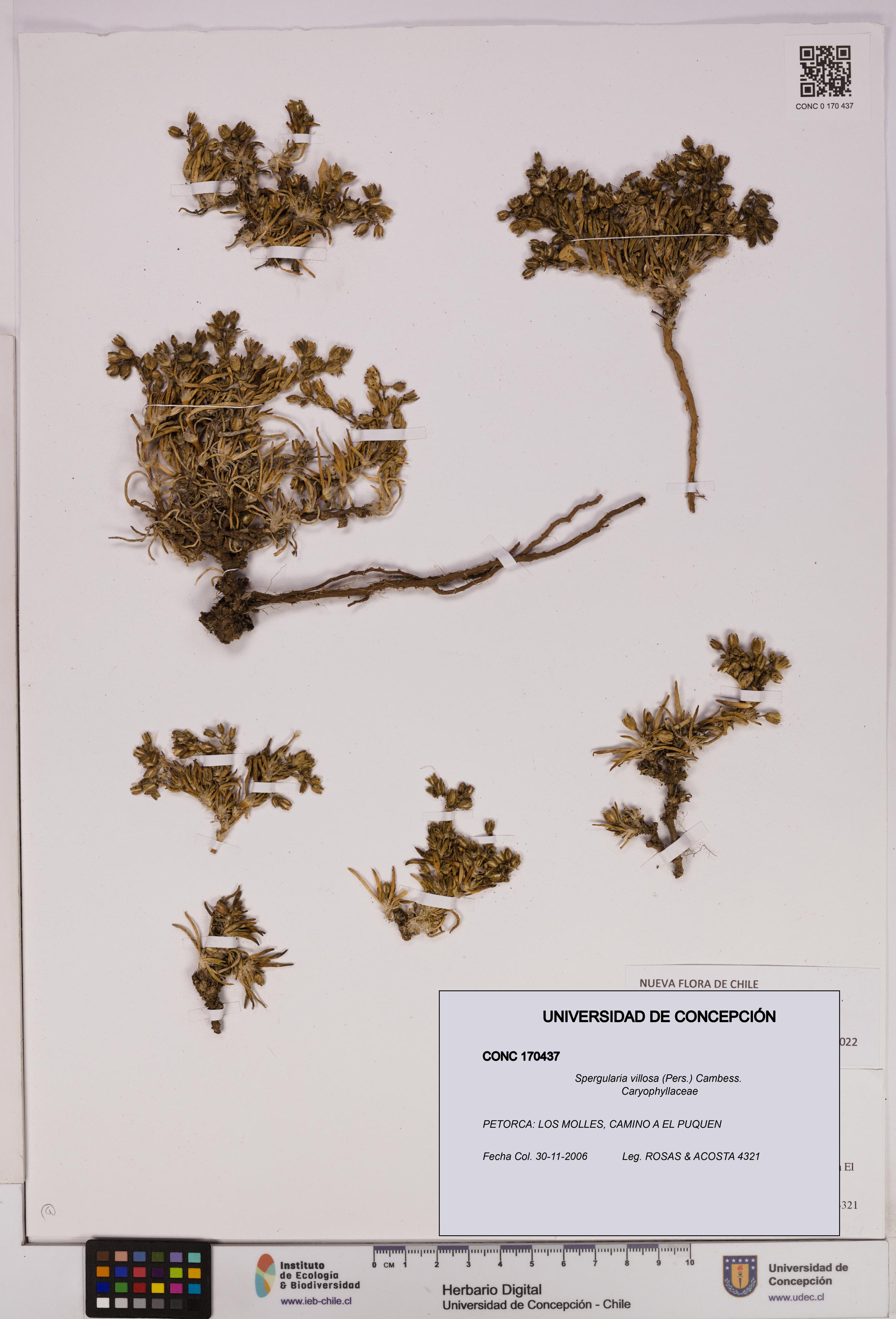 Spergularia villosa [Espécimen: UDEC:CONC:0170437]