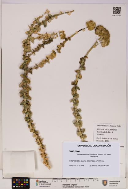 Silvaea salsoloides [Espécimen: UDEC:CONC:0170441]