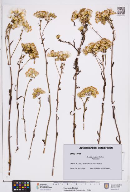 Senecio murorum [Espécimen: ]