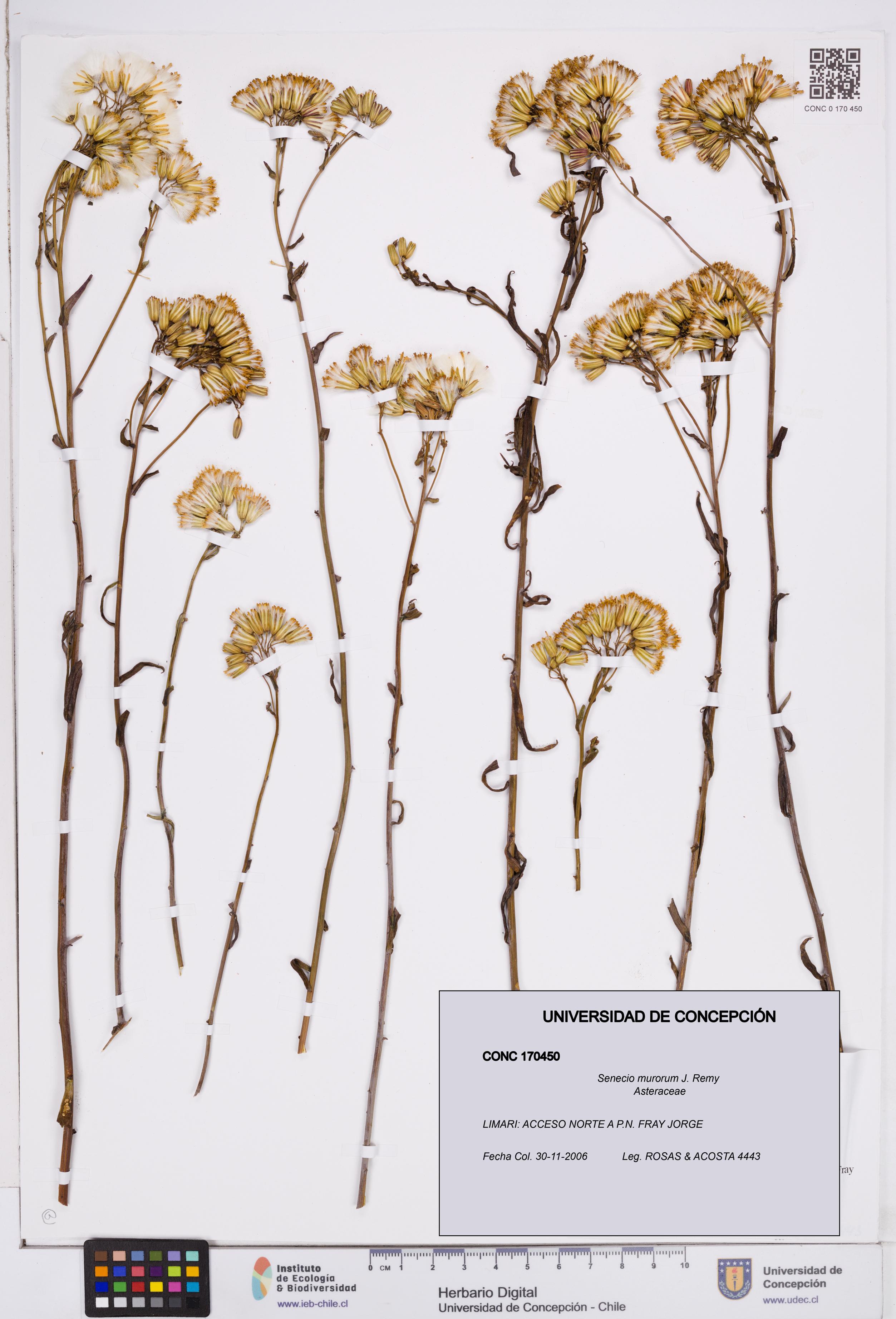 Senecio murorum [Espécimen: ]