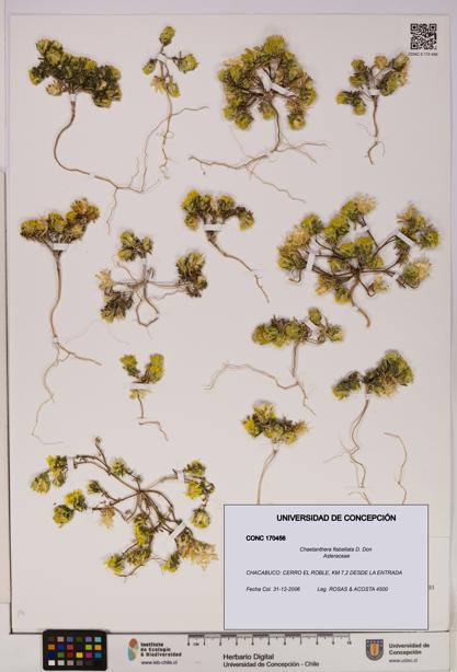 Chaetanthera flabellata [Espécimen: UDEC:CONC:0170456]