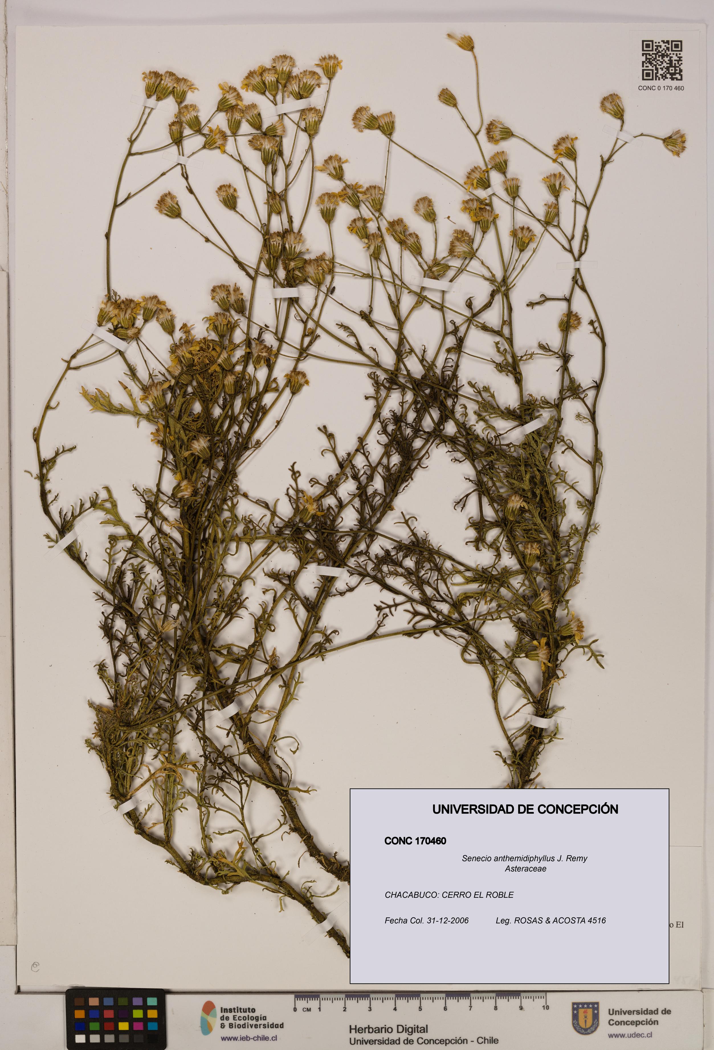 Senecio anthemidiphyllus [Espécimen: UDEC:CONC:0170460]