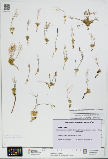 Stenodrabopsis imbricatifolia [Espécimen: UDEC:CONC:0170461]