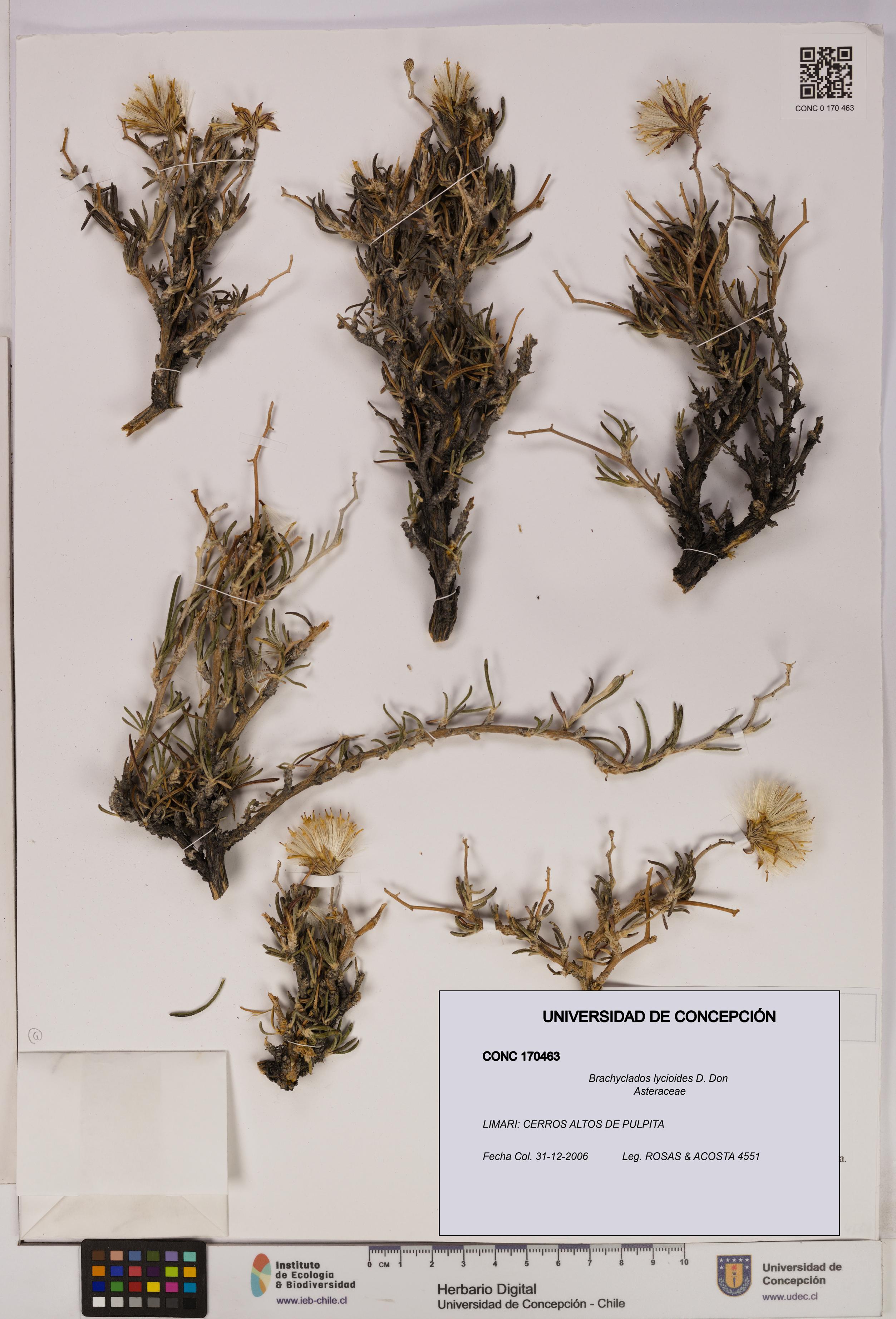 Brachyclados lycioides [Espécimen: ]