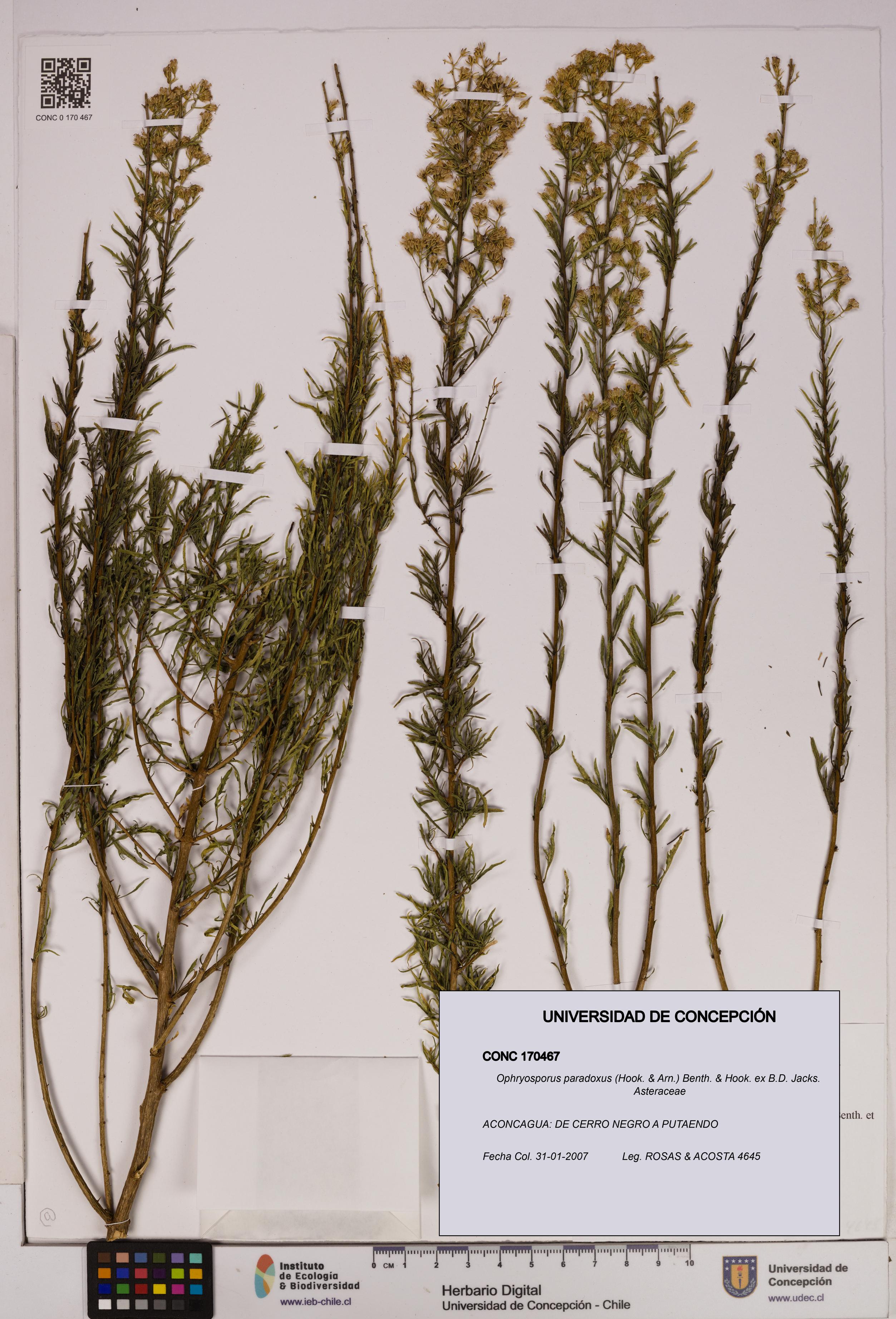 Ophryosporus paradoxus [Espécimen: UDEC:CONC:0170467]