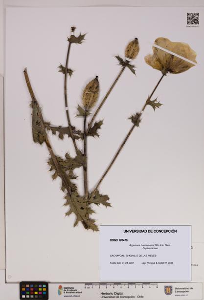 Argemone hunnemannii [Espécimen: UDEC:CONC:0170473]