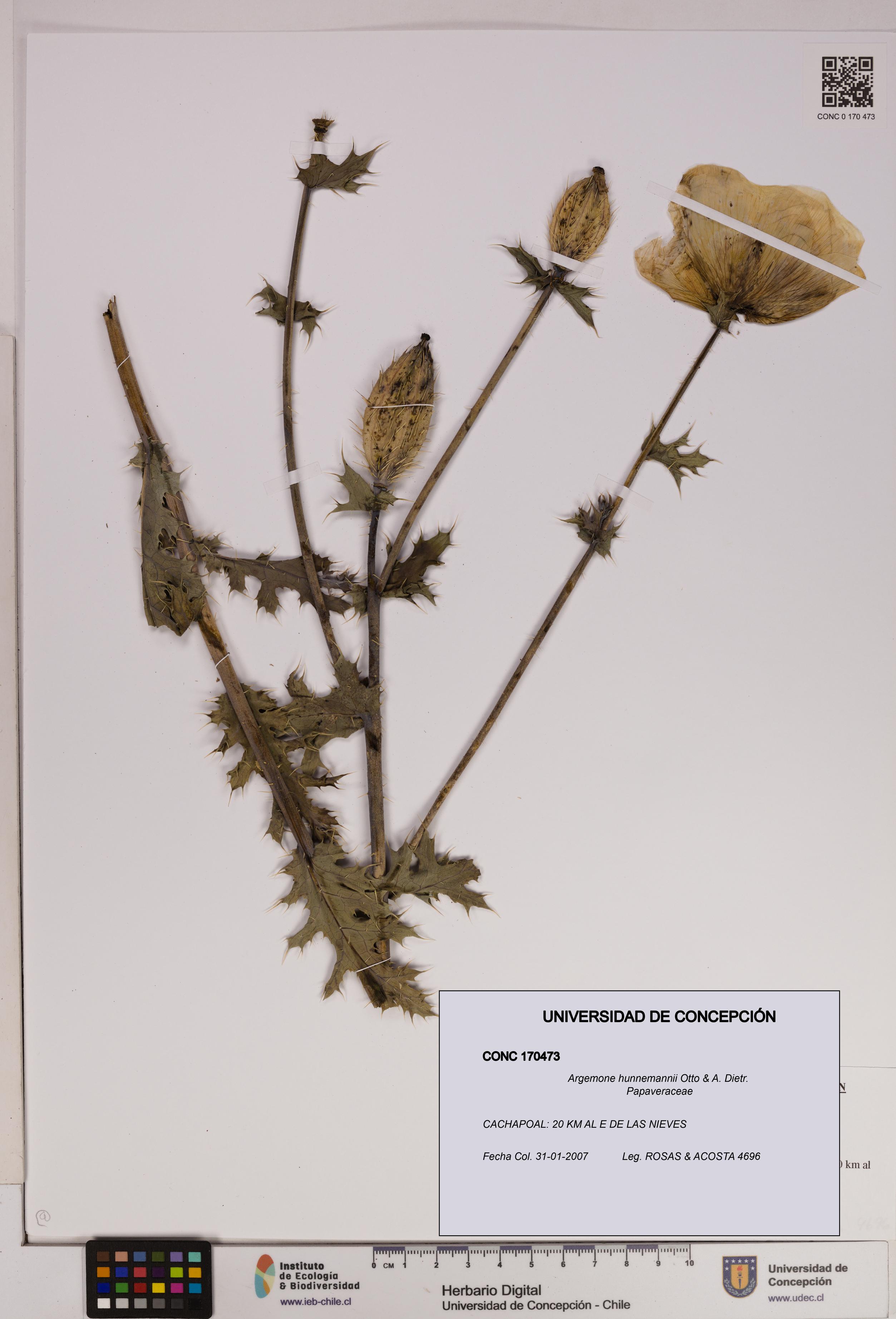 Argemone hunnemannii [Espécimen: UDEC:CONC:0170473]