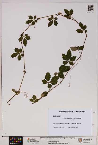 Cissus striata var. striata [Espécimen: UDEC:CONC:0170476]