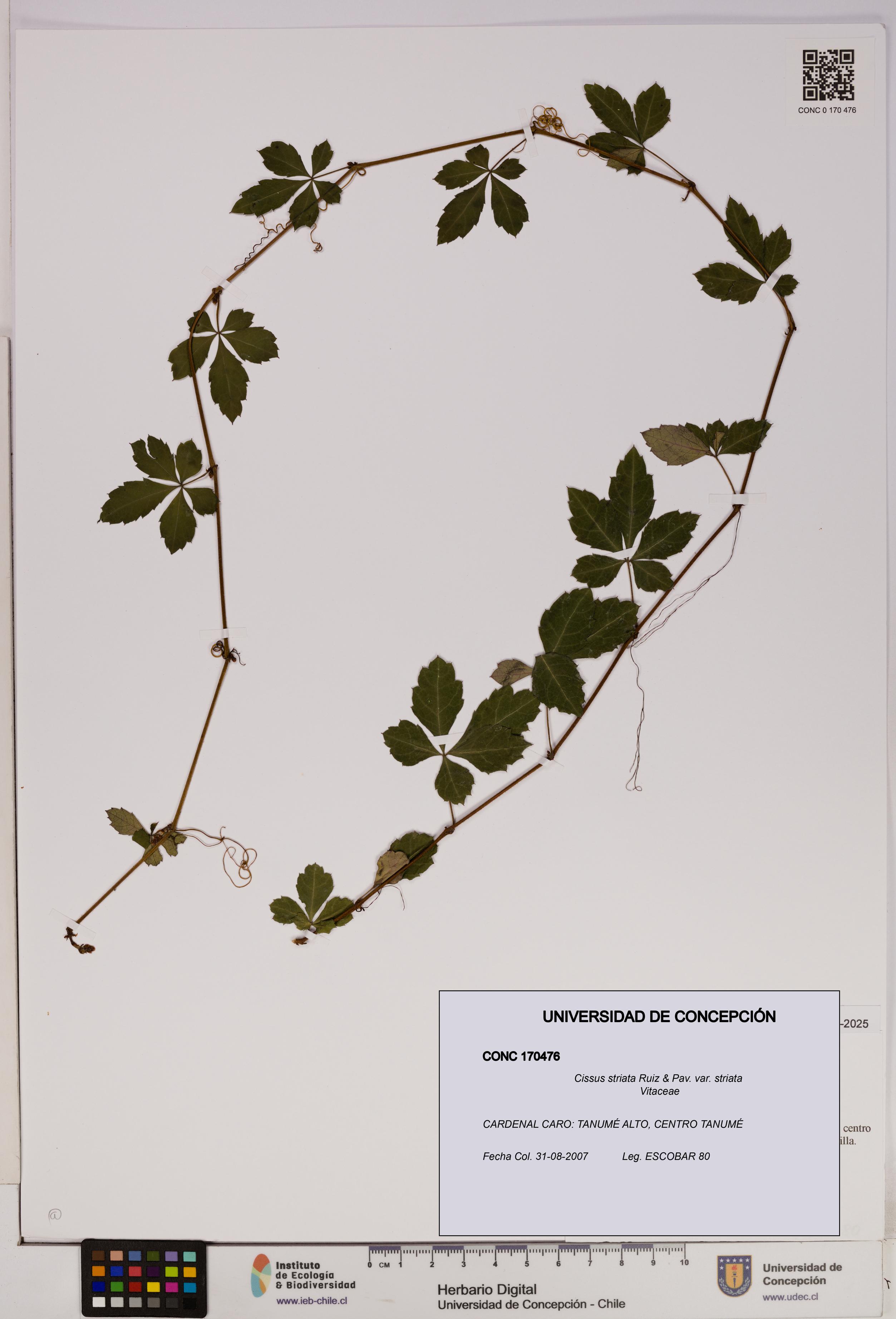 Cissus striata var. striata [Espécimen: UDEC:CONC:0170476]