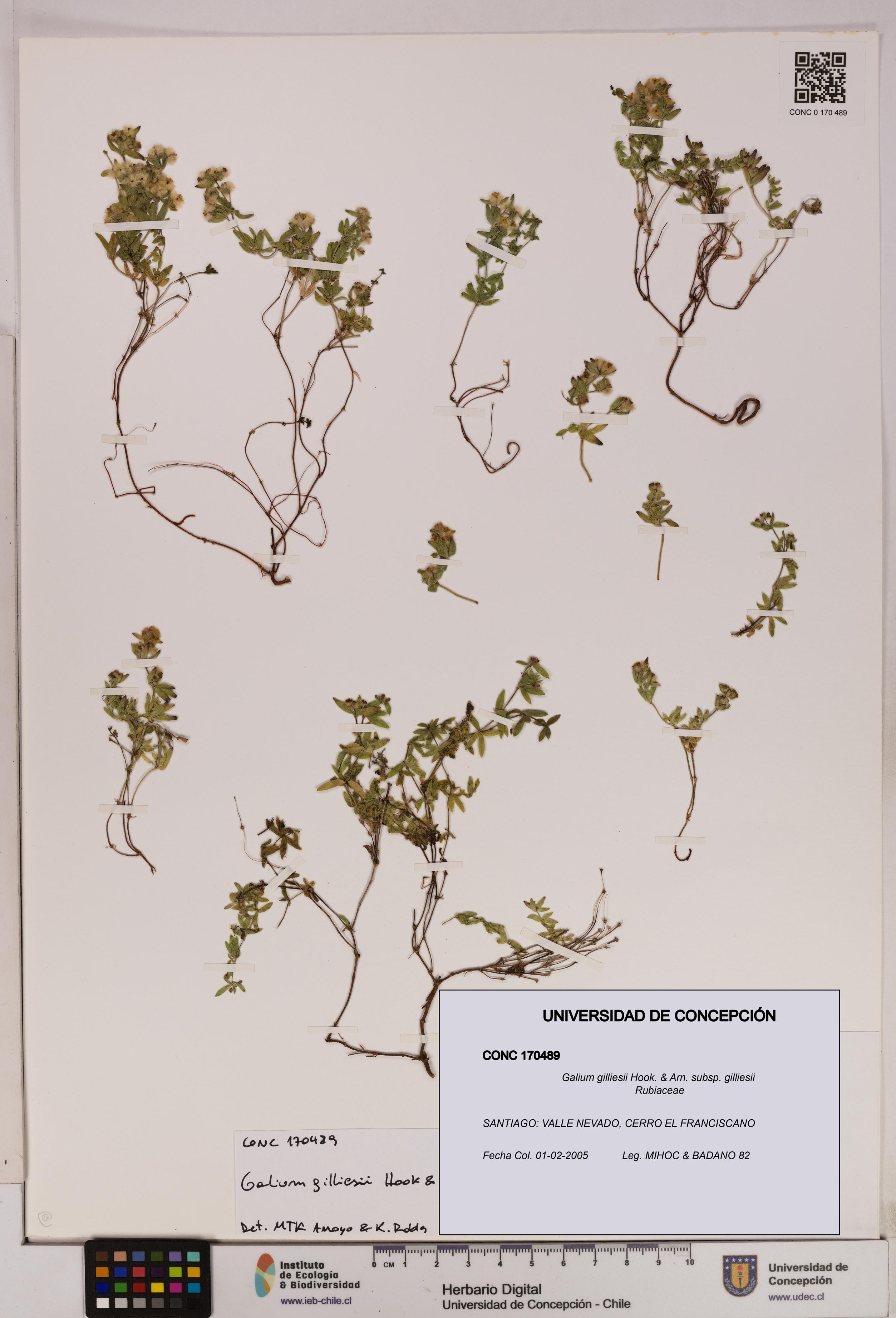 Galium gilliesii [Espécimen: UDEC:CONC:0170489]