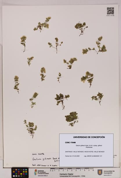 Galium gilliesii [Espécimen: UDEC:CONC:0170496]
