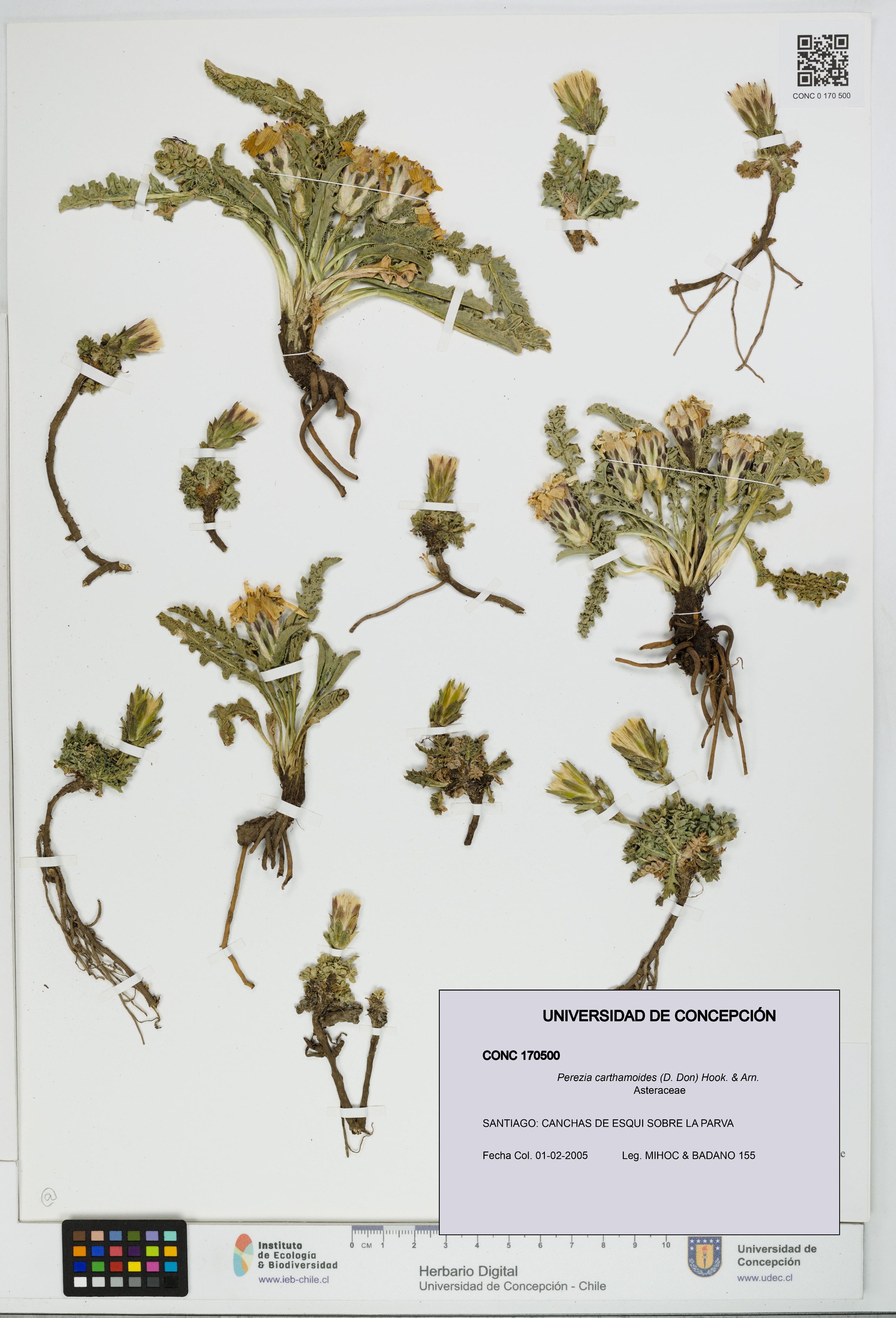 Perezia carthamoides [Espécimen: UDEC:CONC:0170500]