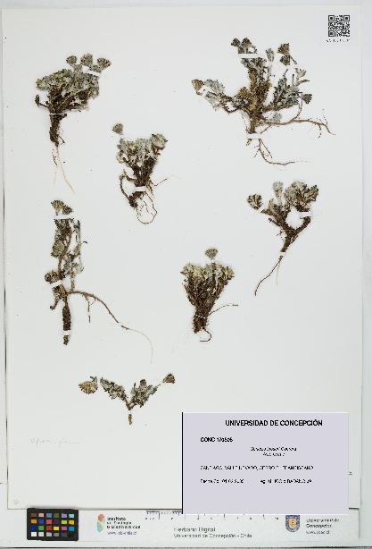 Senecio looseri [Espécimen: UDEC:CONC:0170505]