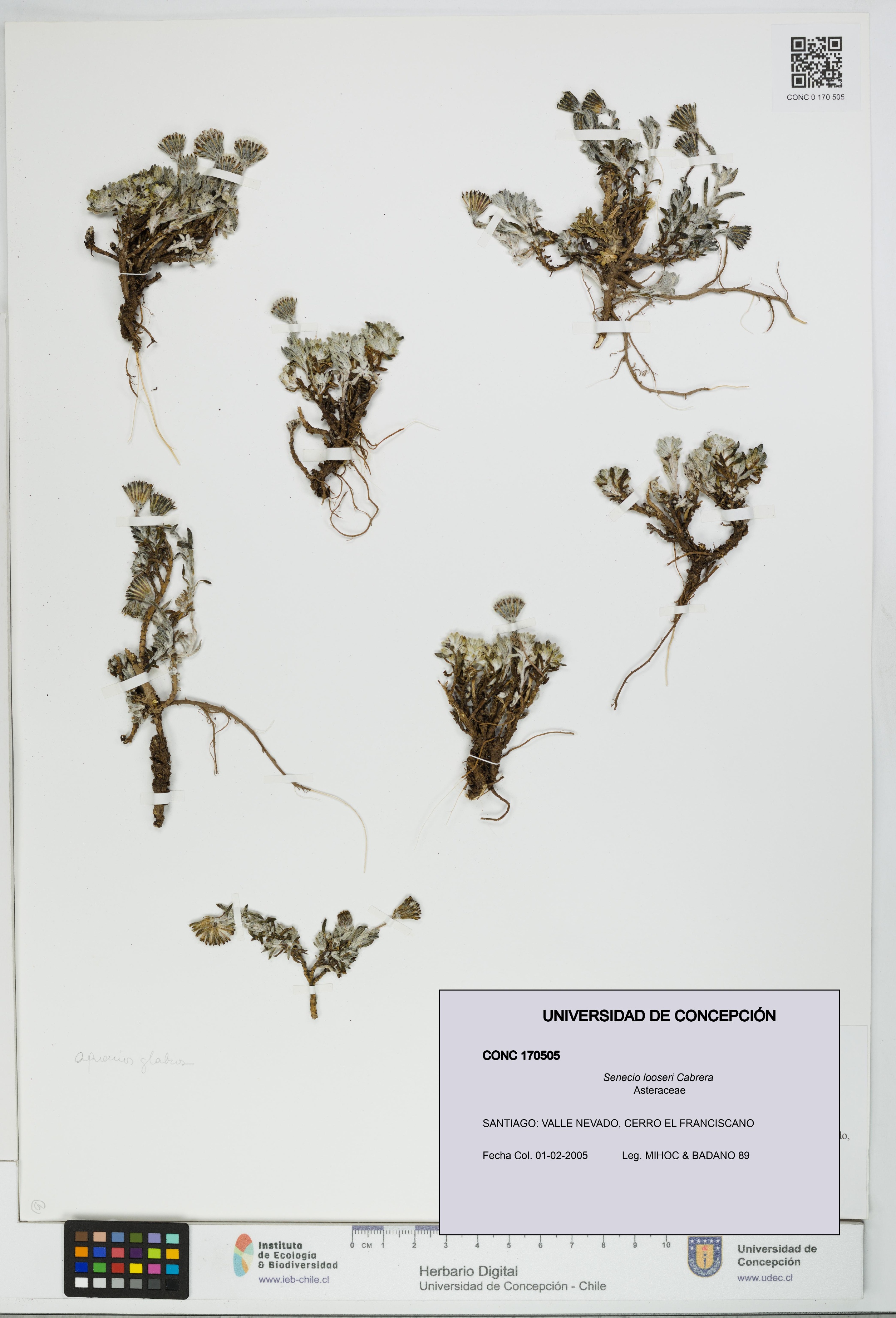 Senecio looseri [Espécimen: UDEC:CONC:0170505]