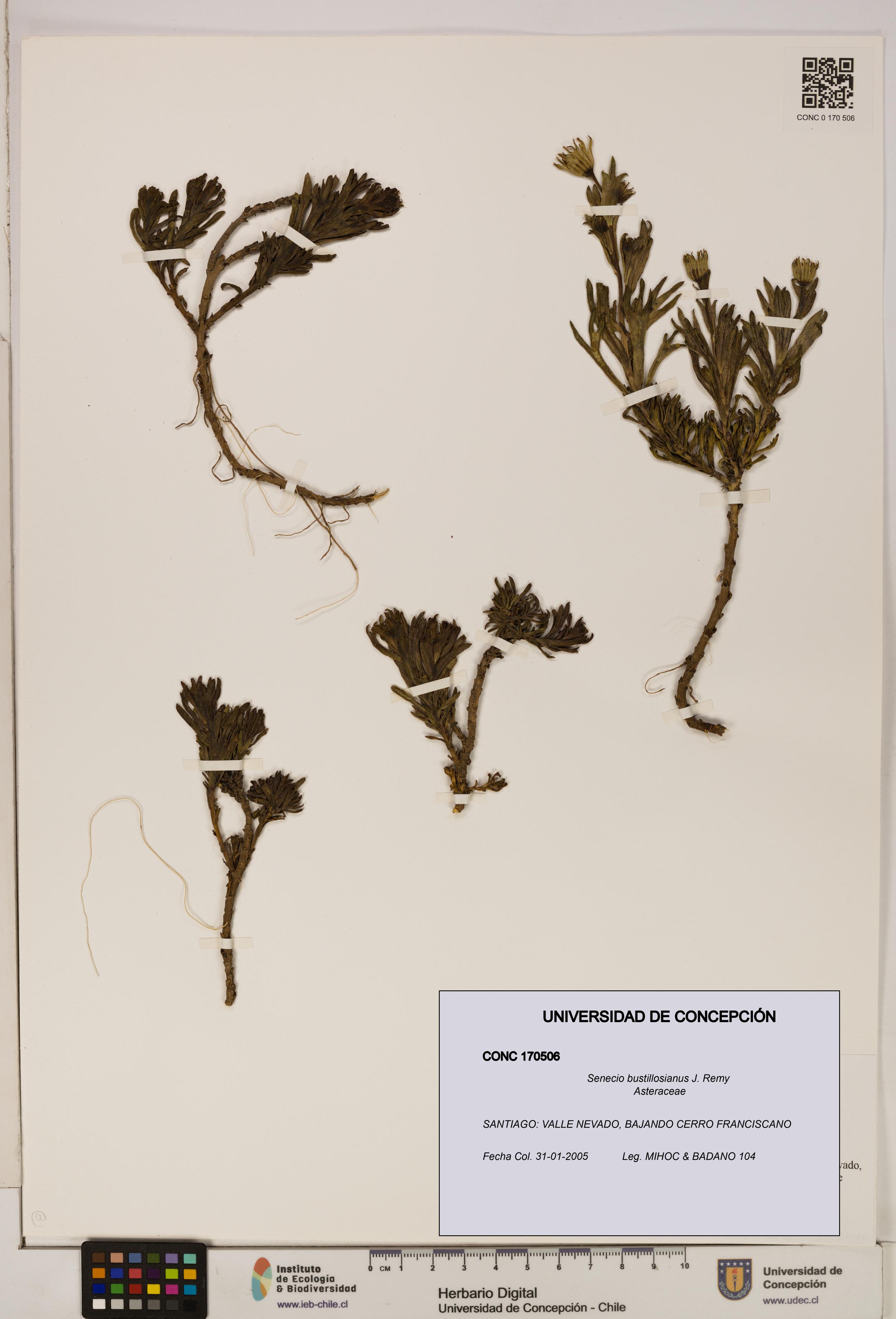 Senecio bustillosianus [Espécimen: UDEC:CONC:0170506]