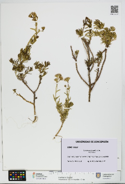Senecio polygaloides [Espécimen: UDEC:CONC:0170507]