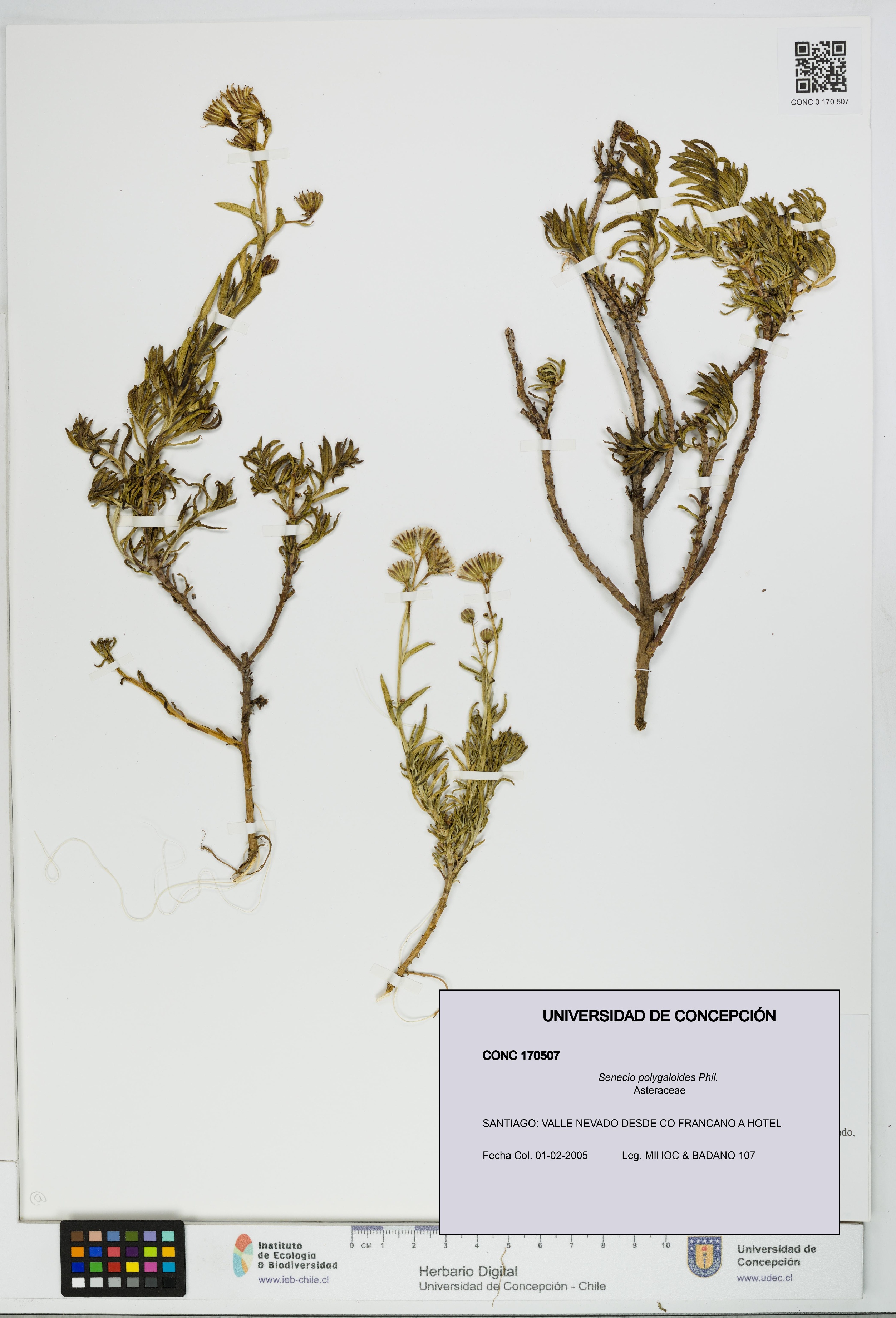 Senecio polygaloides [Espécimen: UDEC:CONC:0170507]