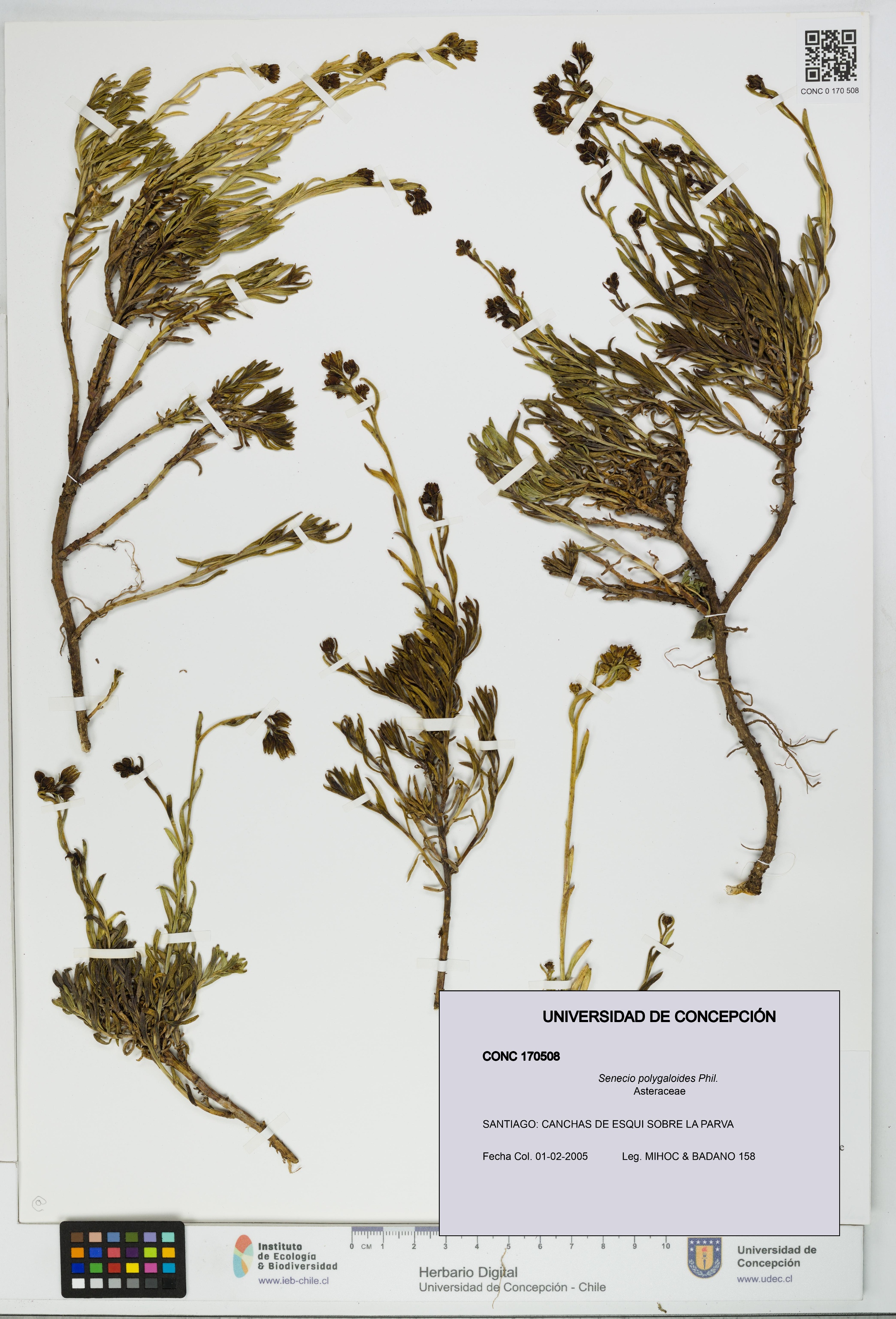 Senecio polygaloides [Espécimen: UDEC:CONC:0170508]
