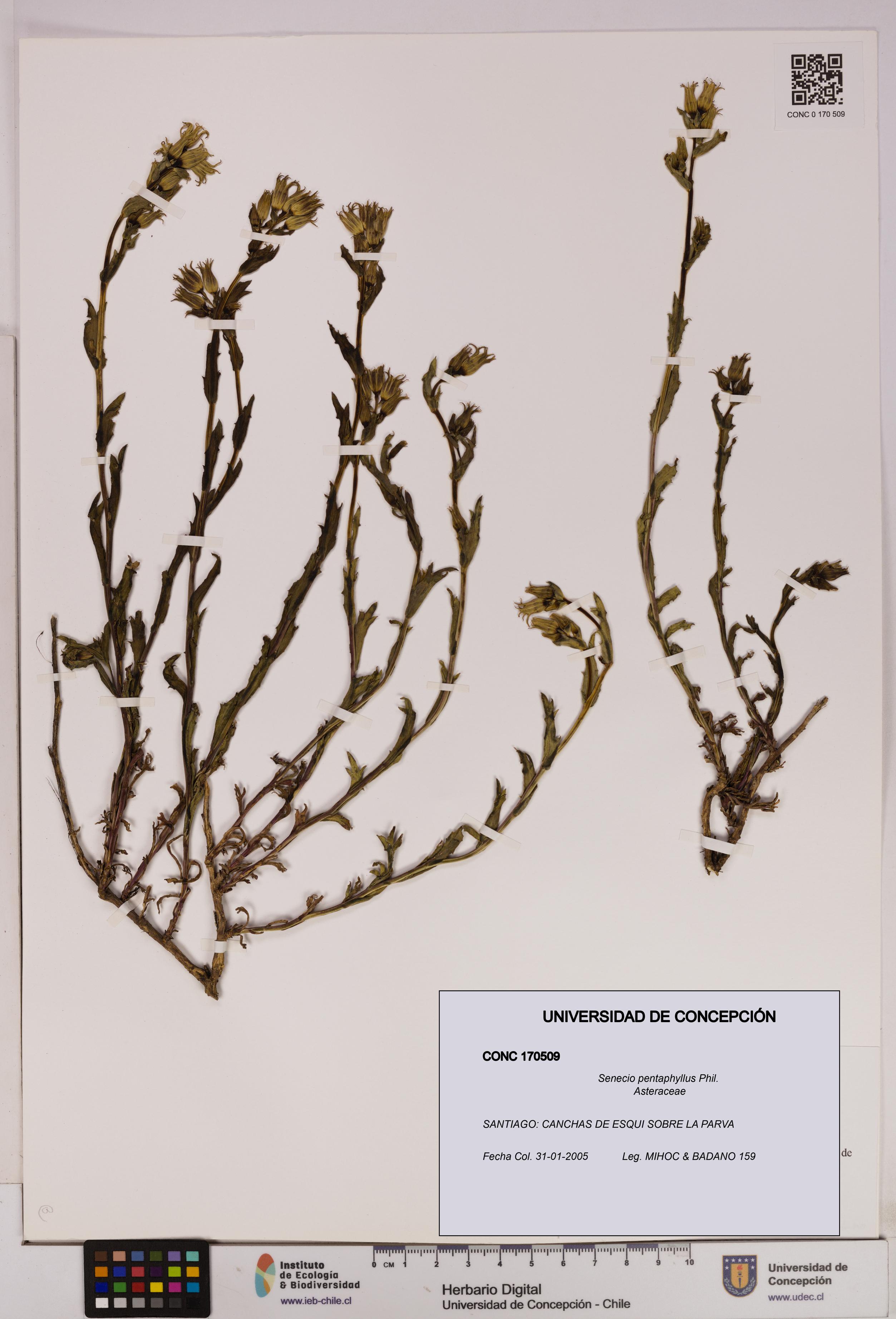 Senecio pentaphyllus [Espécimen: UDEC:CONC:0170509]