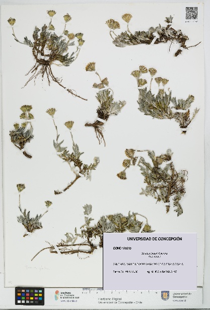 Senecio looseri [Espécimen: UDEC:CONC:0170510]