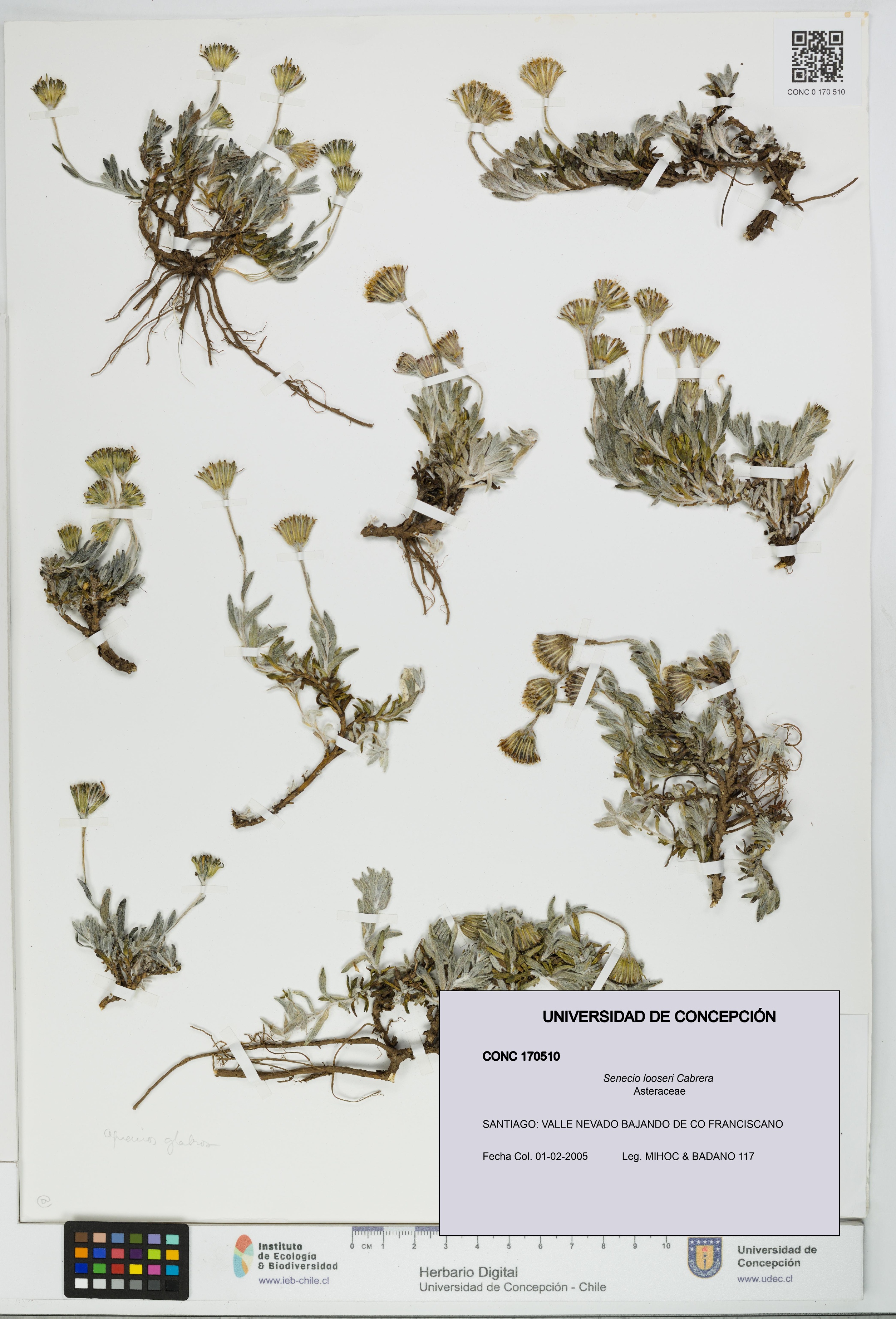 Senecio looseri [Espécimen: UDEC:CONC:0170510]