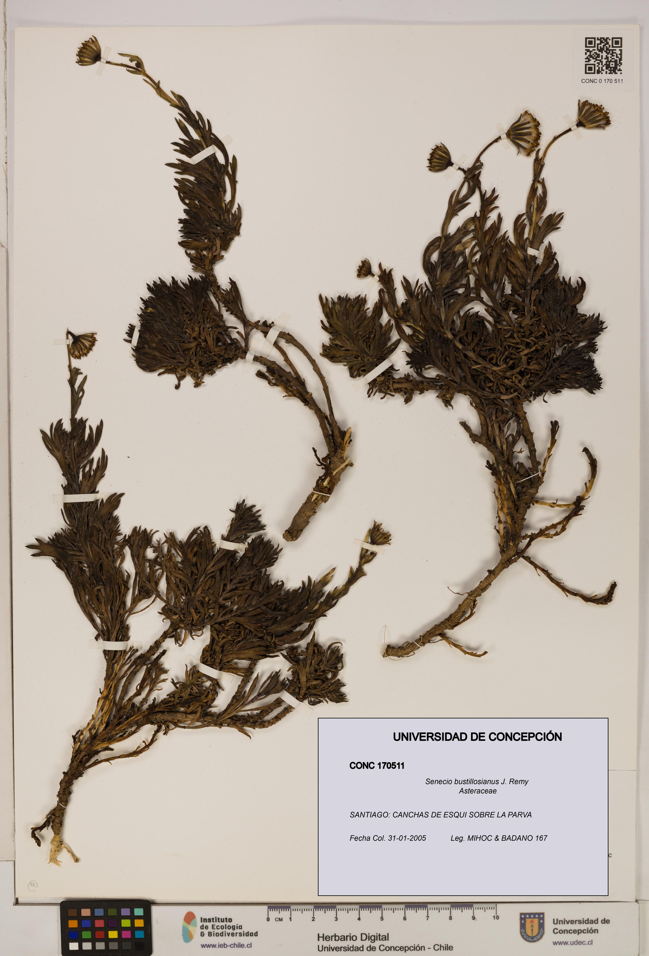 Senecio bustillosianus [Espécimen: UDEC:CONC:0170511]