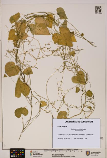 Dioscorea humifusa [Espécimen: ]