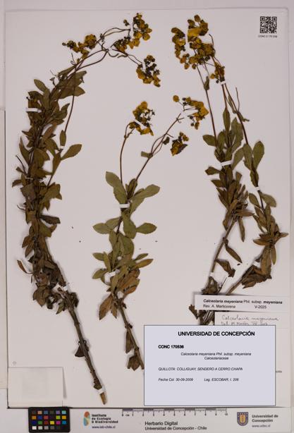 Calceolaria meyeniana subsp. meyeniana [Espécimen: UDEC:CONC:0170536]