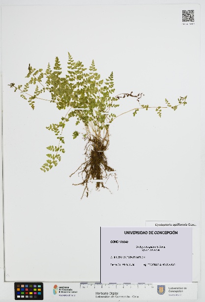 Cystopteris apiiformis [Espécimen: UDEC:CONC:0170540]