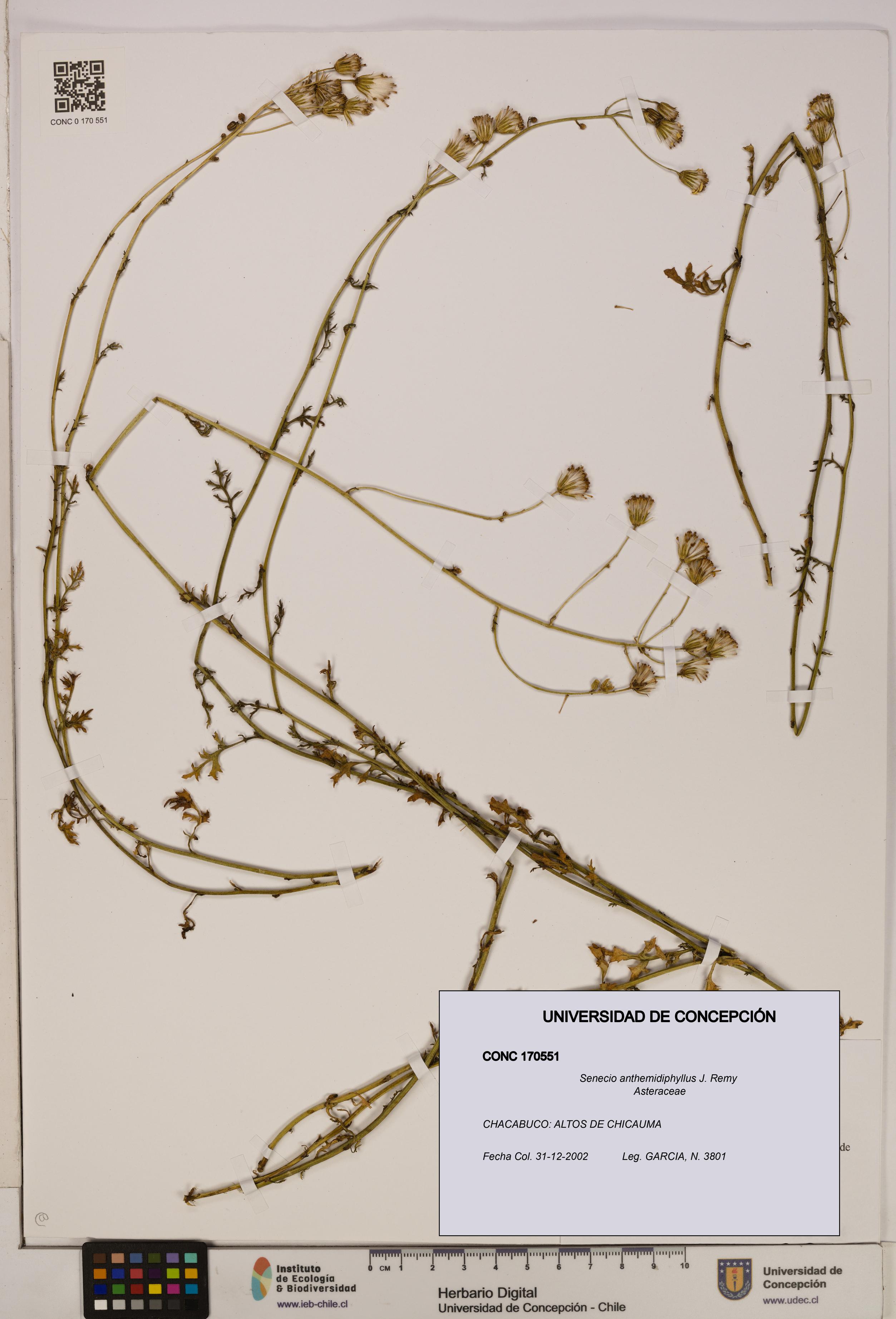 Senecio anthemidiphyllus [Espécimen: UDEC:CONC:0170551]
