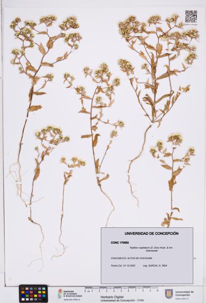 Triptilion capillatum [Espécimen: ]