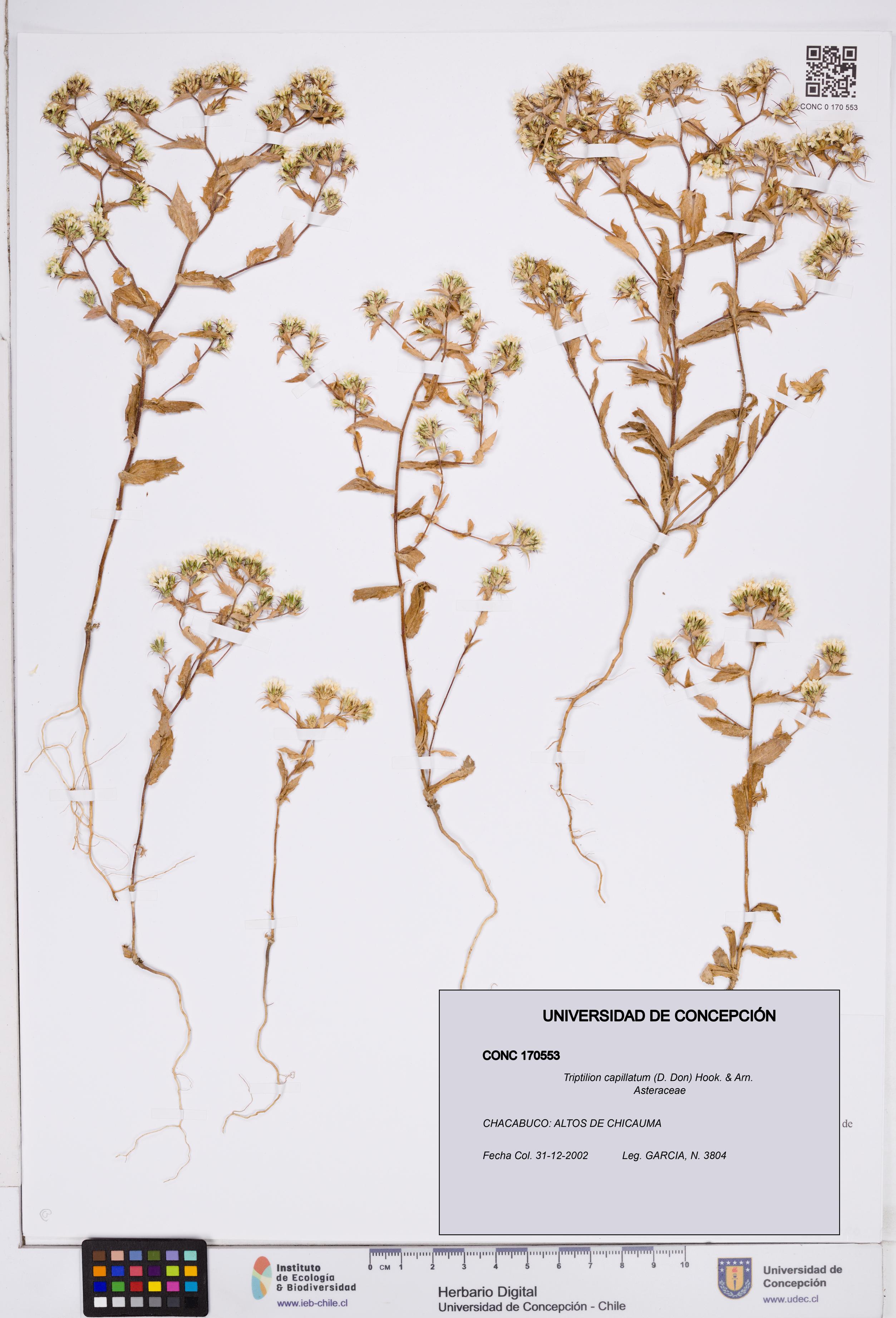 Triptilion capillatum [Espécimen: ]