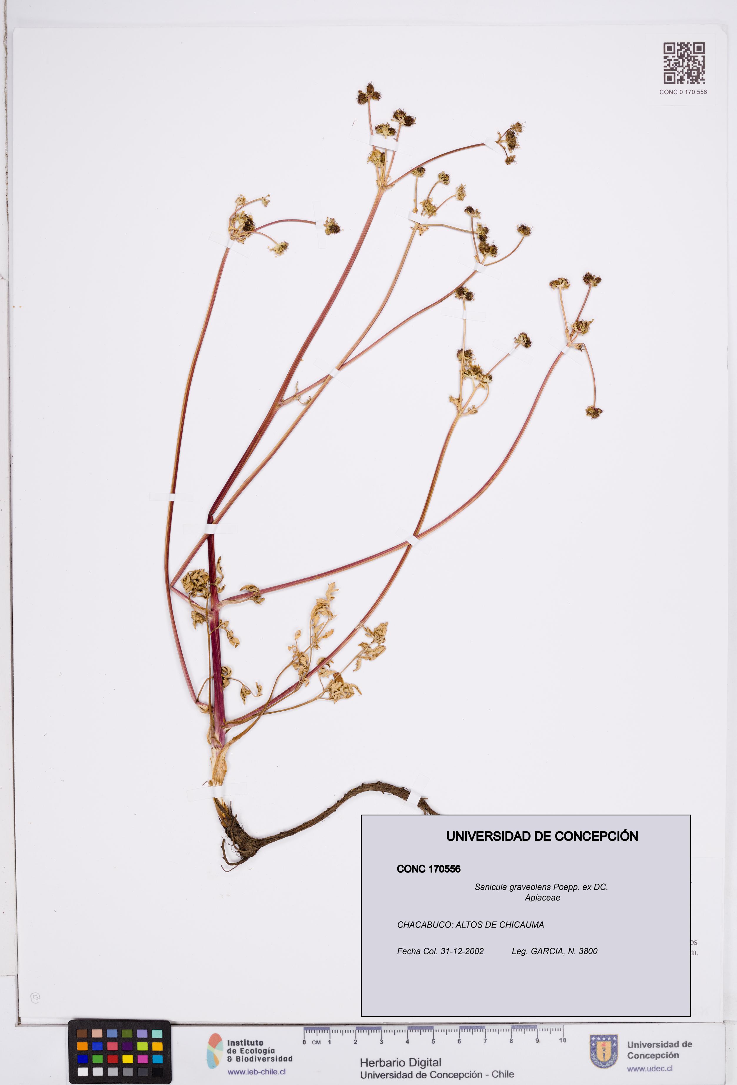 Sanicula graveolens [Espécimen: ]