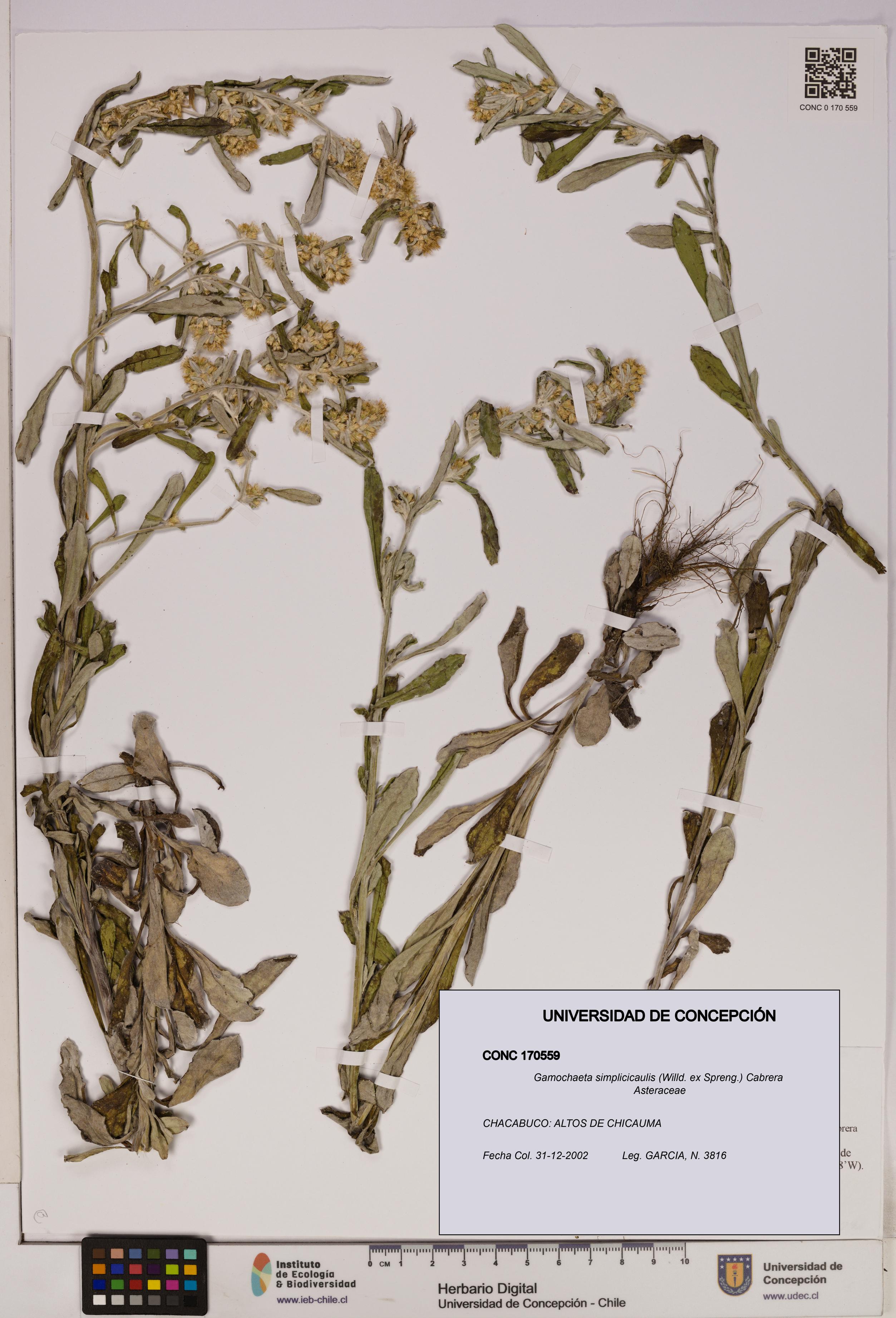 Gamochaeta simplicicaulis [Espécimen: UDEC:CONC:0170559]