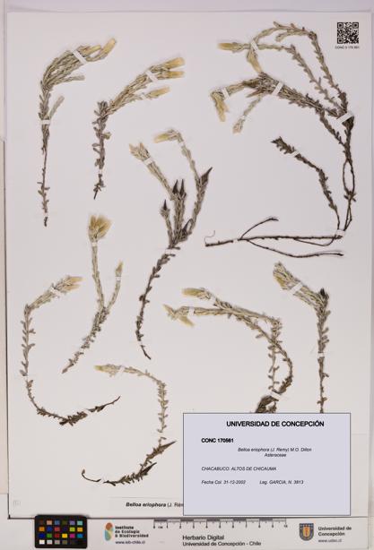 Belloa eriophora [Espécimen: UDEC:CONC:0170561]