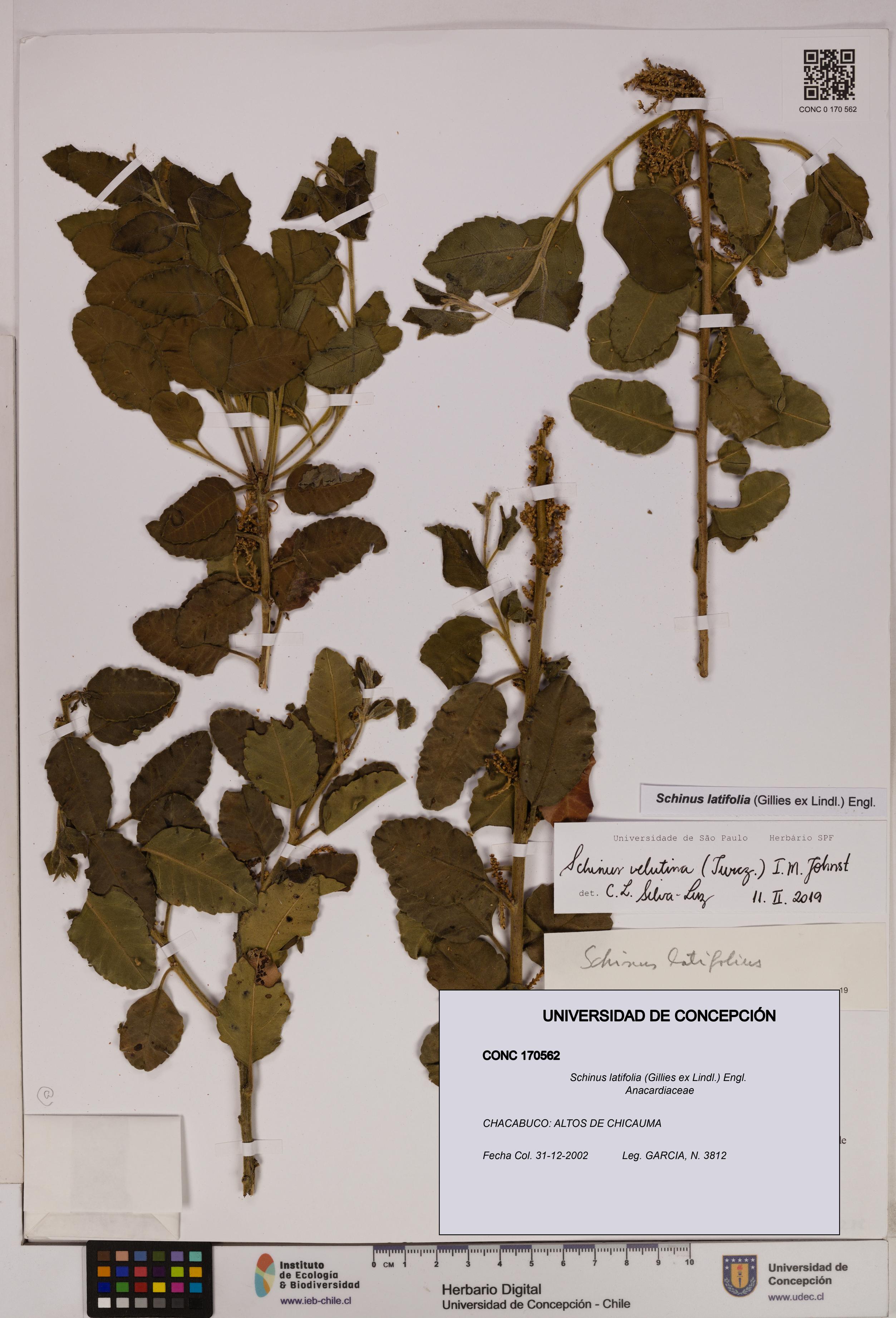 Schinus latifolia [Espécimen: UDEC:CONC:0170562]