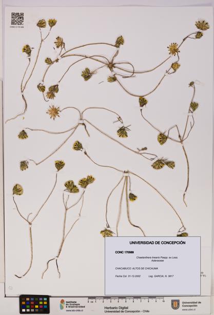 Chaetanthera linearis [Espécimen: UDEC:CONC:0170569]