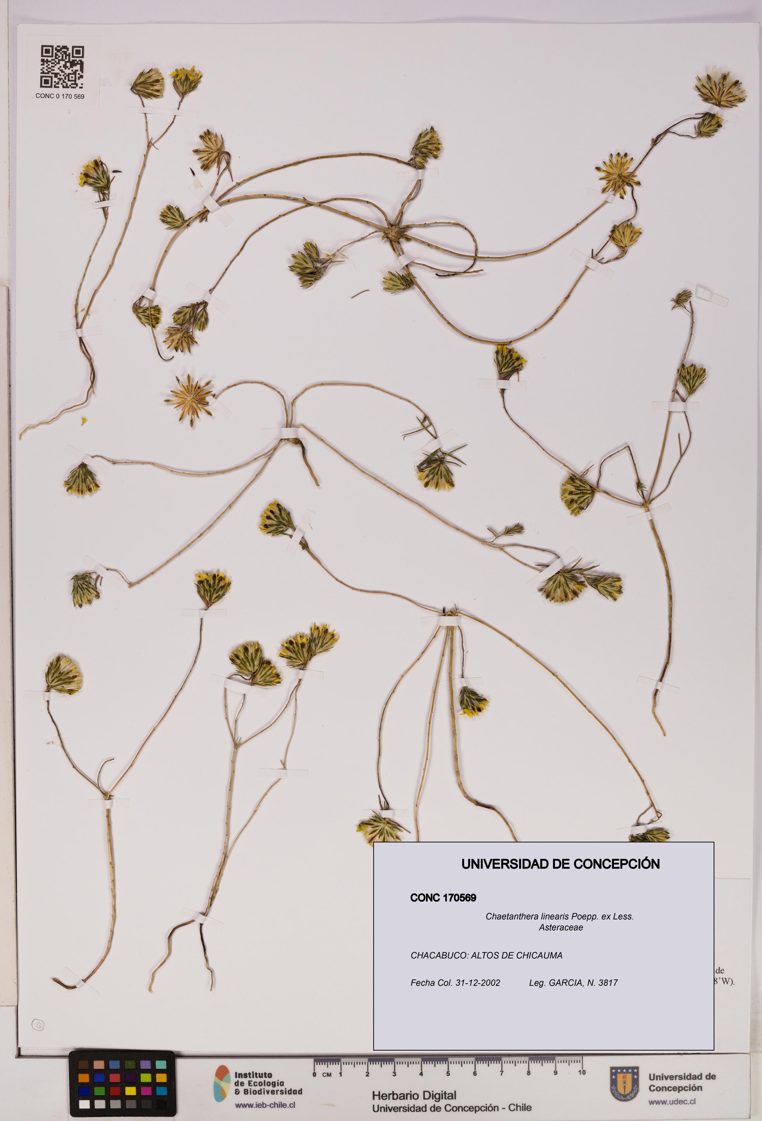 Chaetanthera linearis [Espécimen: UDEC:CONC:0170569]