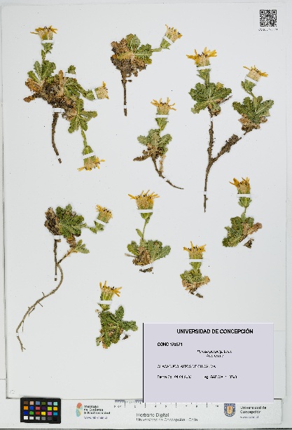 Perezia poeppigii [Espécimen: UDEC:CONC:0170571]