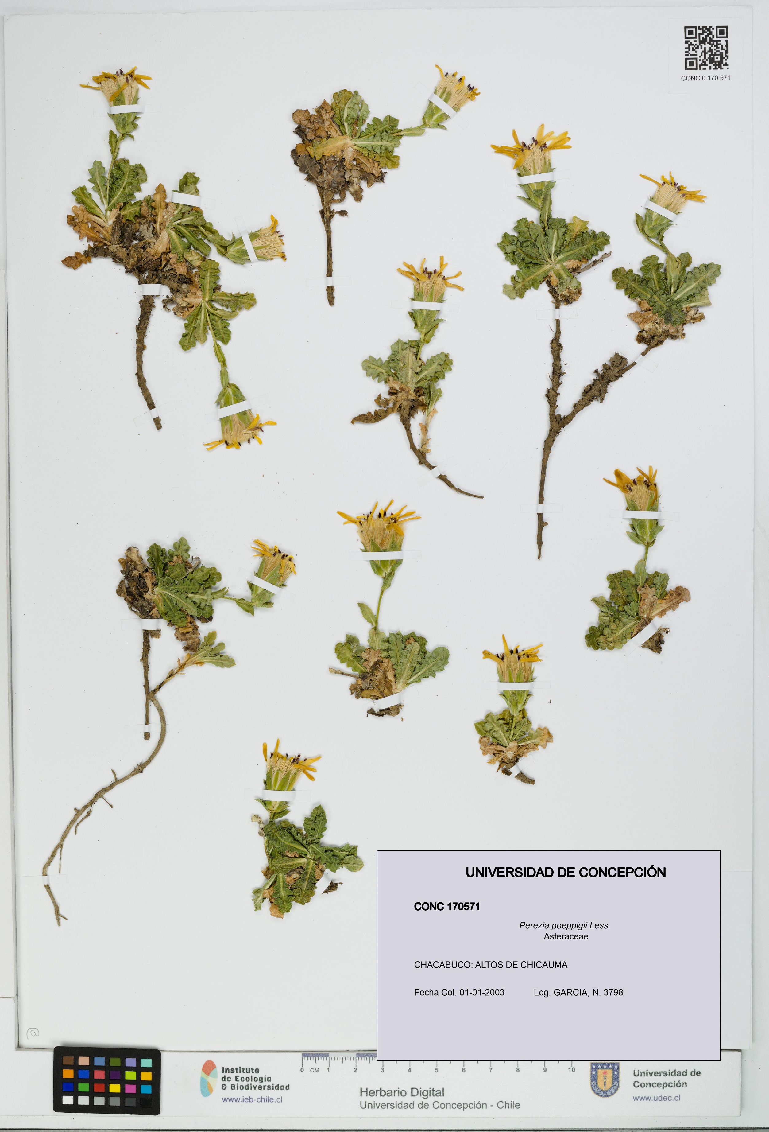 Perezia poeppigii [Espécimen: UDEC:CONC:0170571]