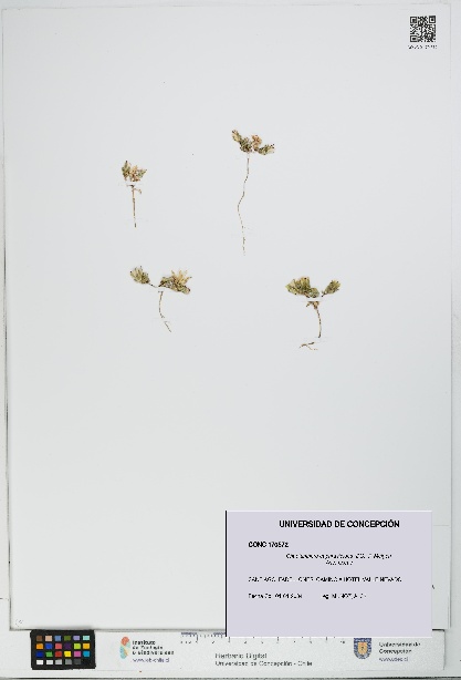 Chaetanthera euphrasioides [Espécimen: UDEC:CONC:0170572]